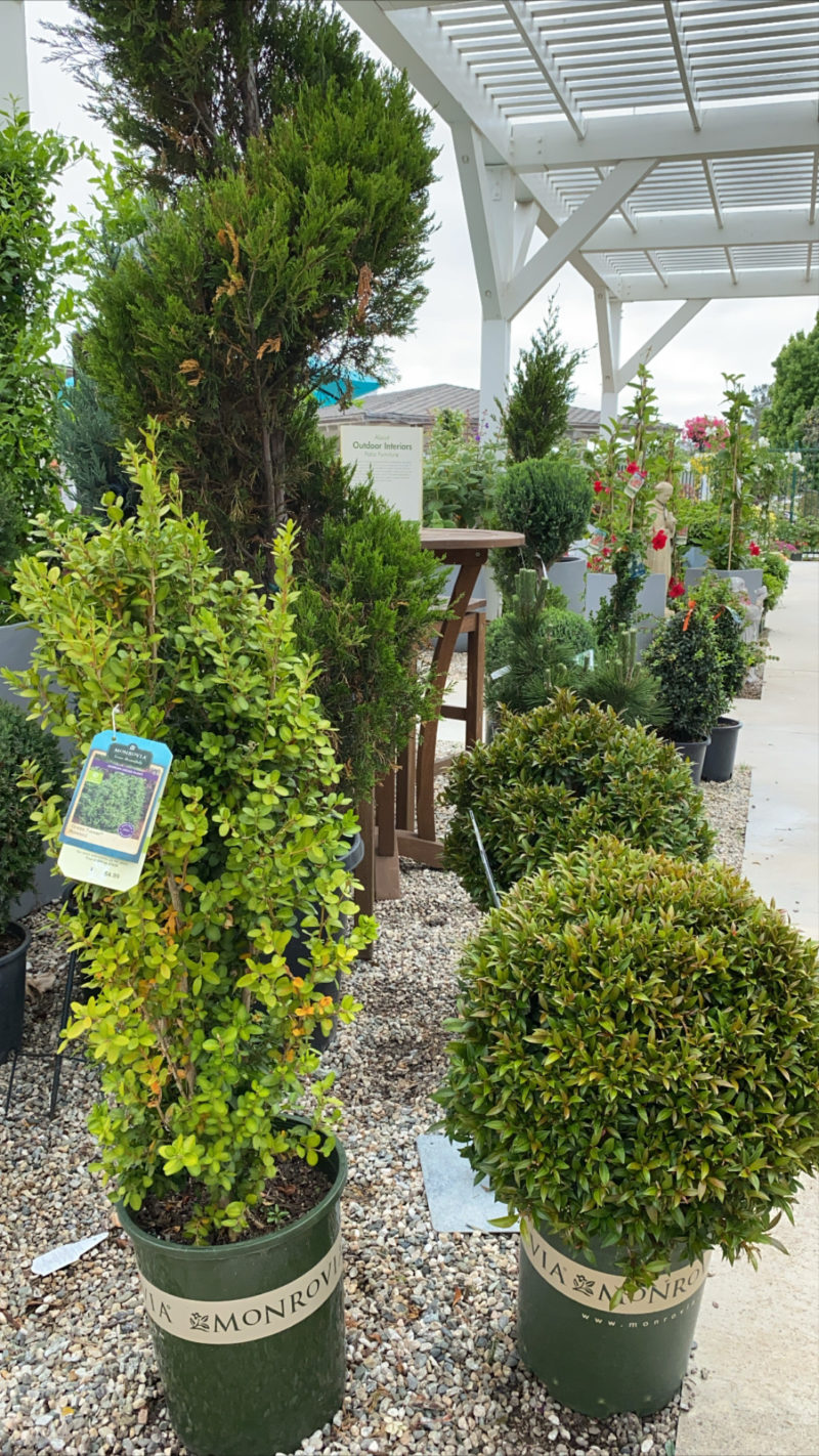 topiary garden