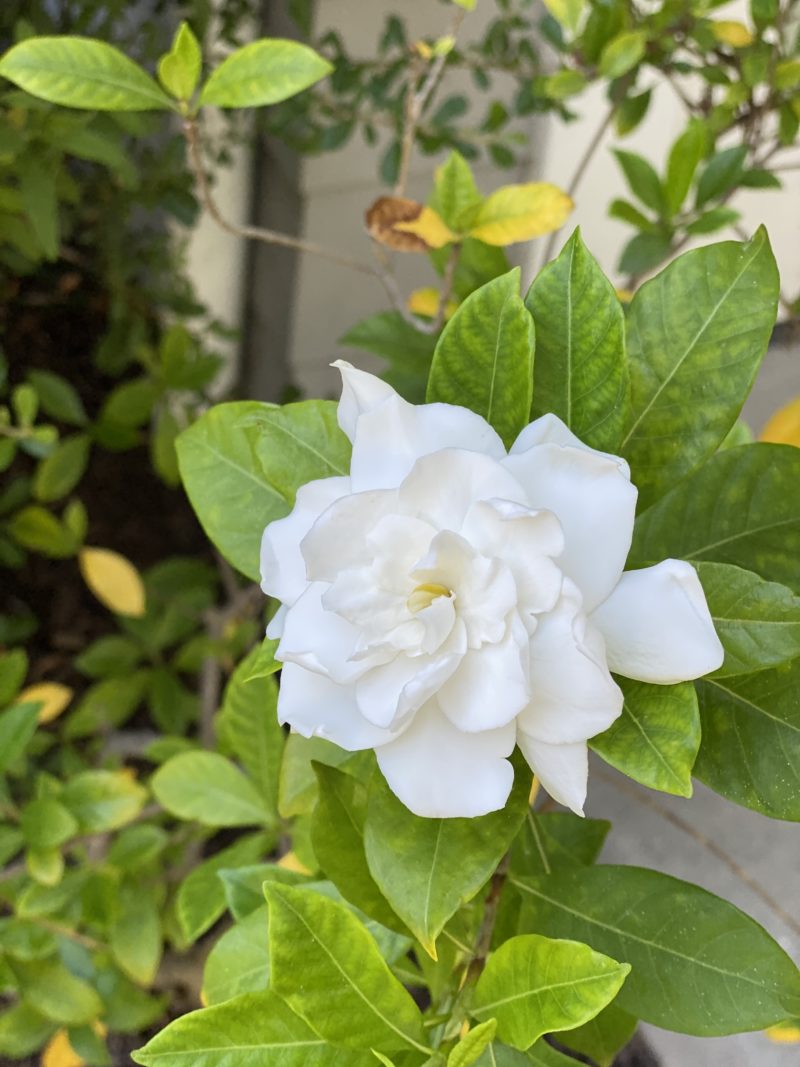 gardenia flower