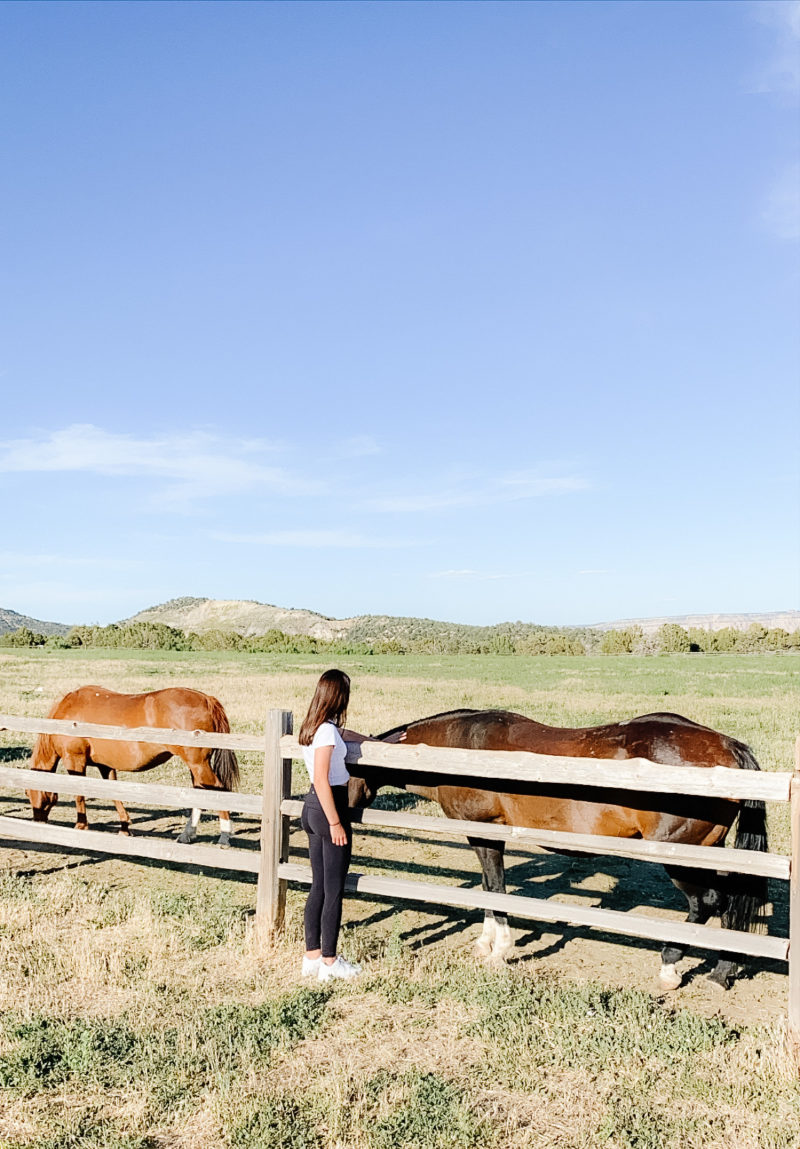 horses on the ranch