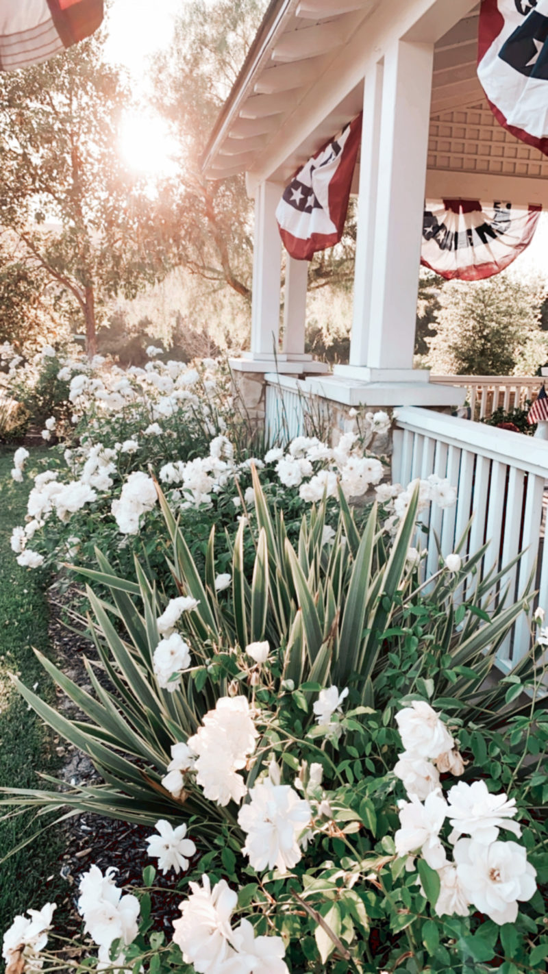 fourth of july roses