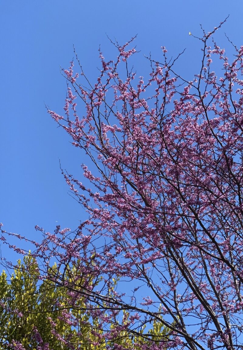 pink trees