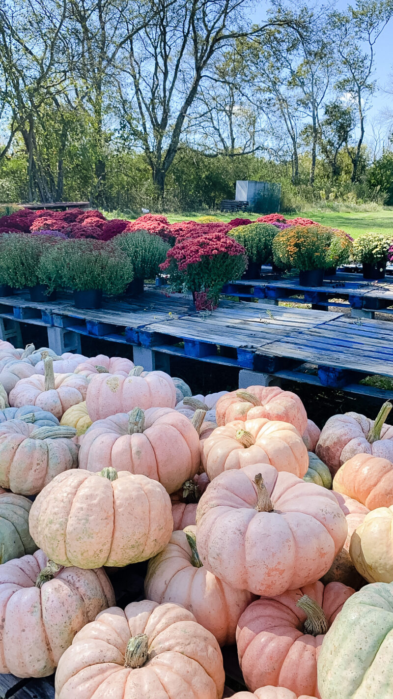 farm pumpkins