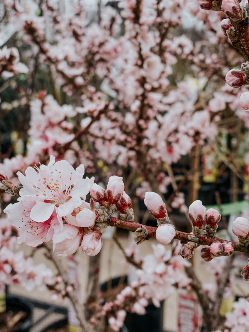 signs of spring monday 