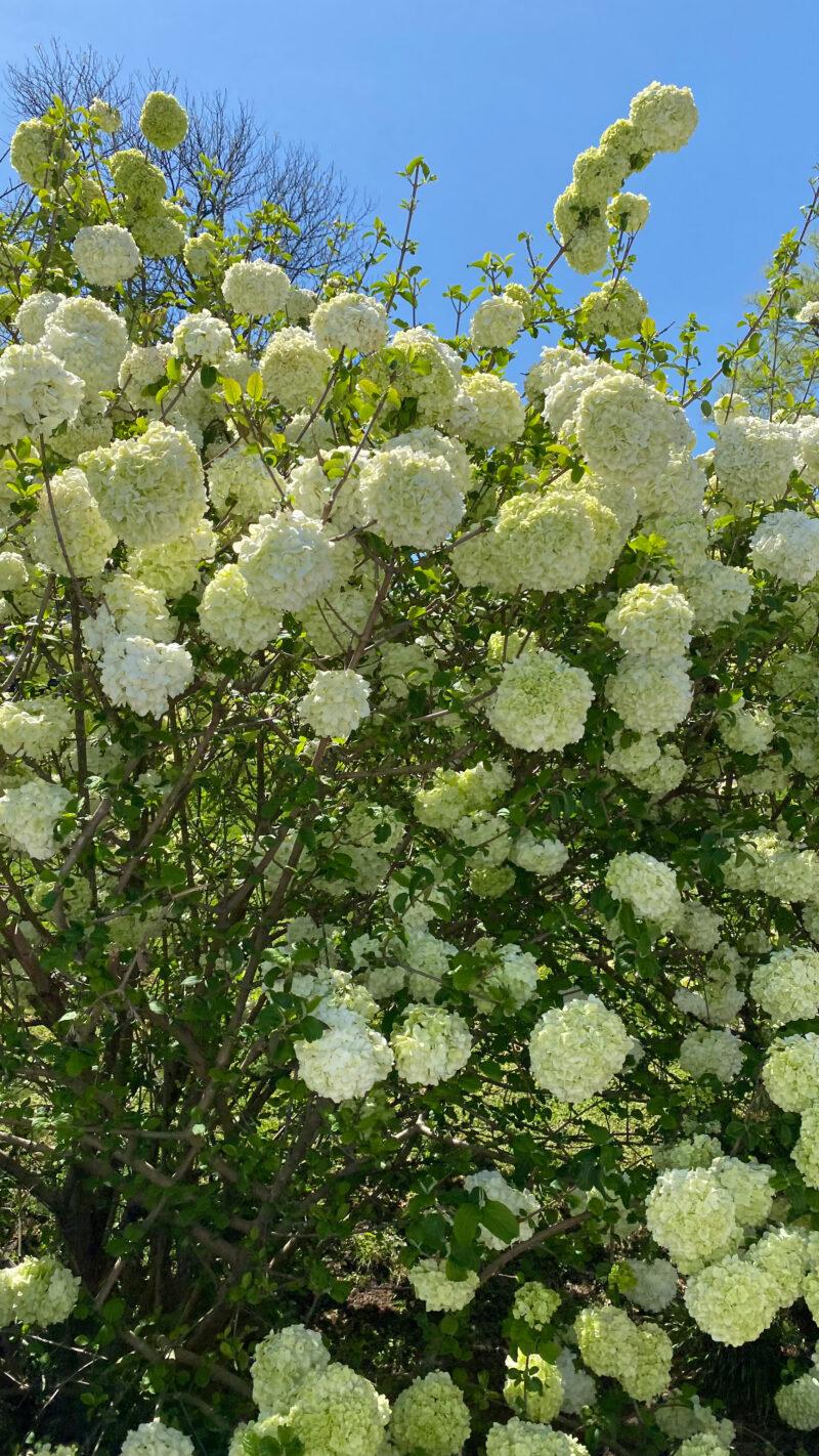 monday wrap up hydrangeas