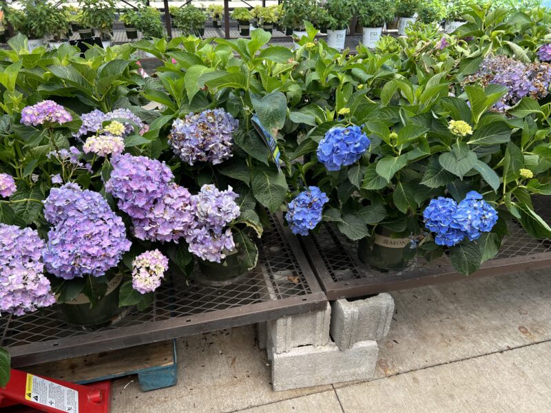 hydrangeas