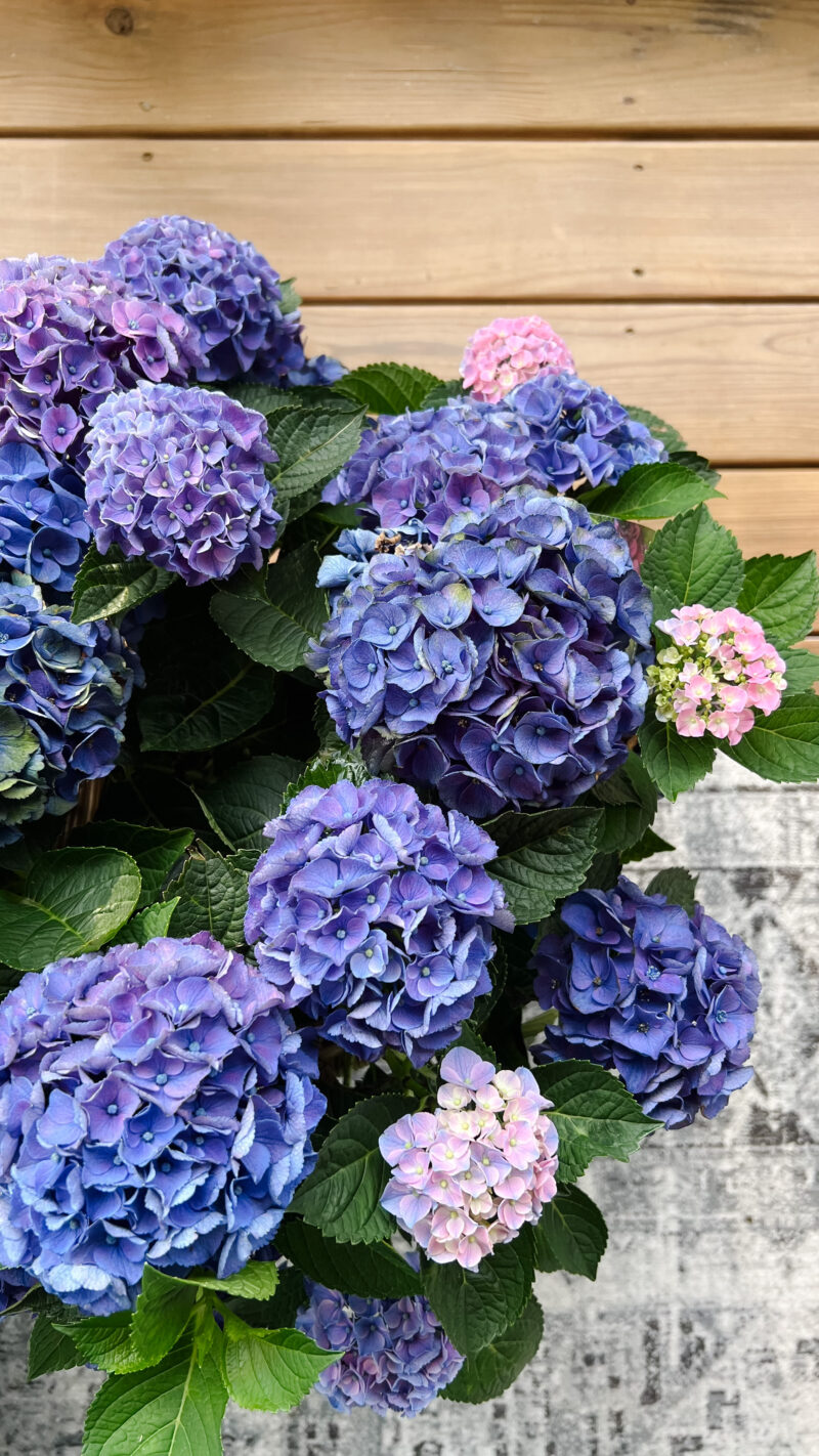 porch blooms