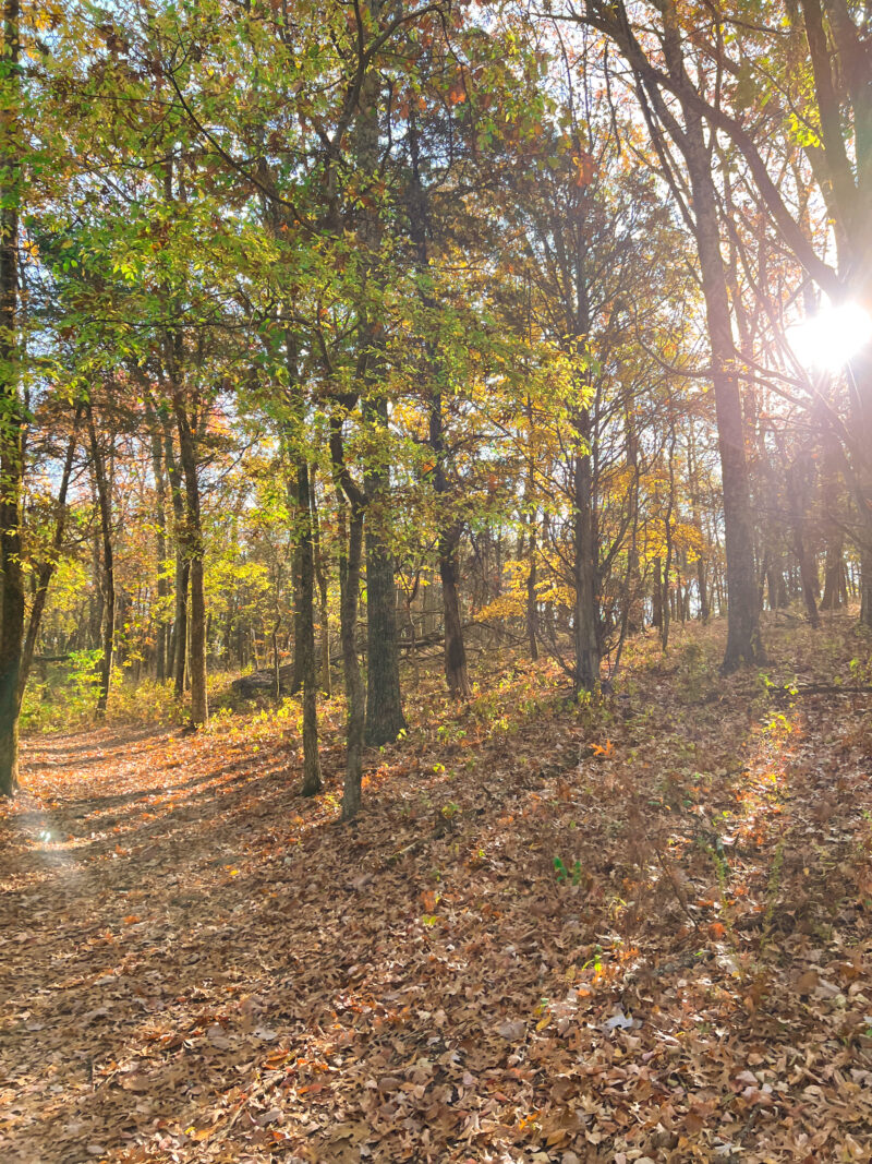 fall walk