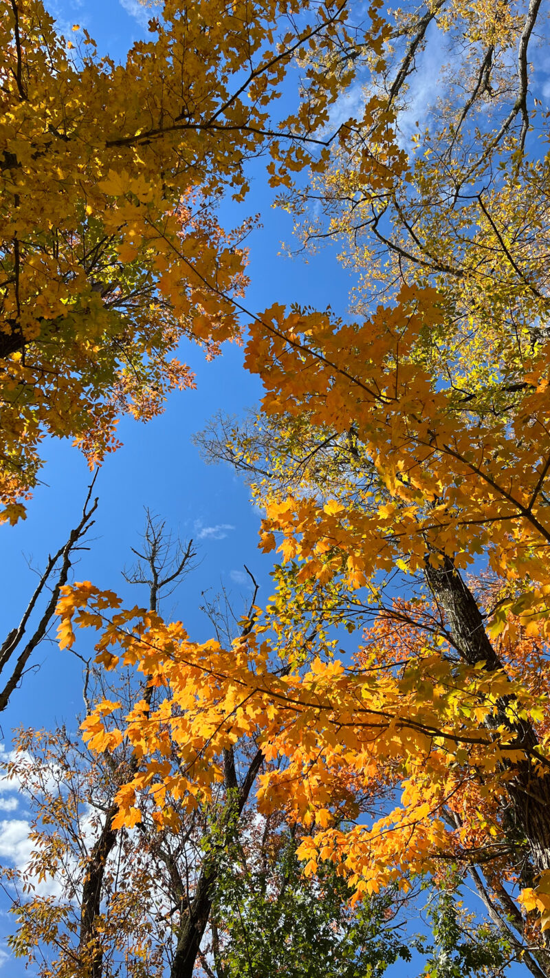 golden trees