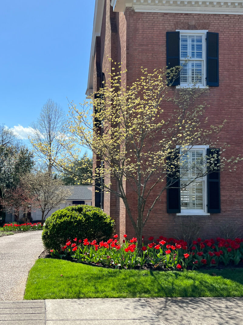 franklin tulips