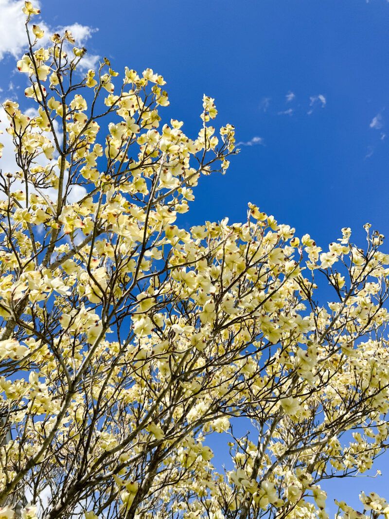 front yard blooms