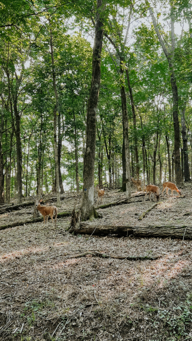 deer hiking