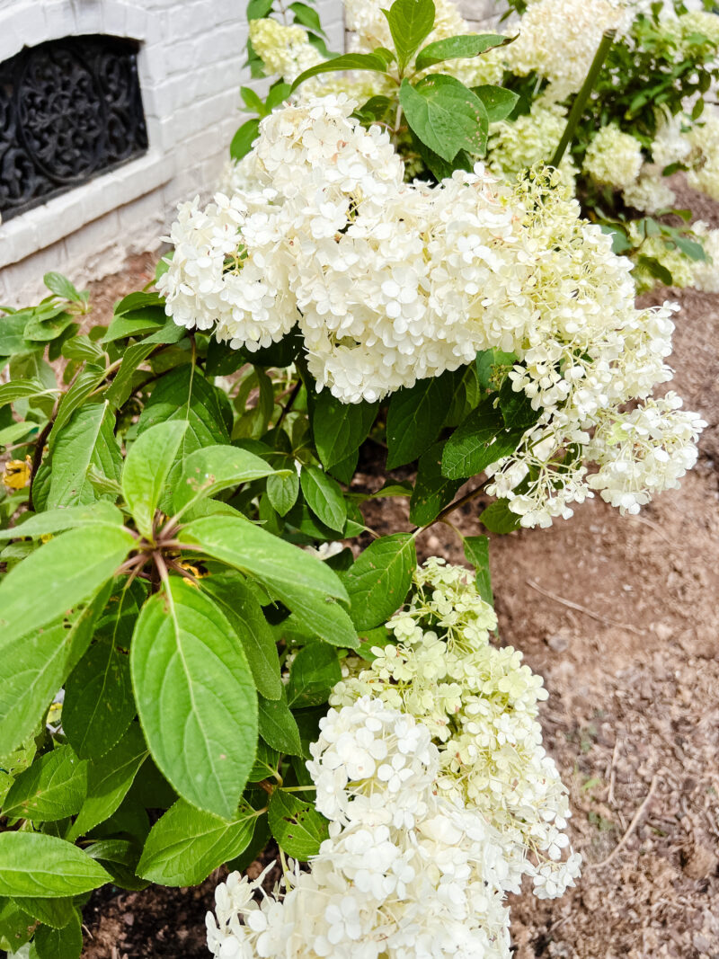 hydrangeas