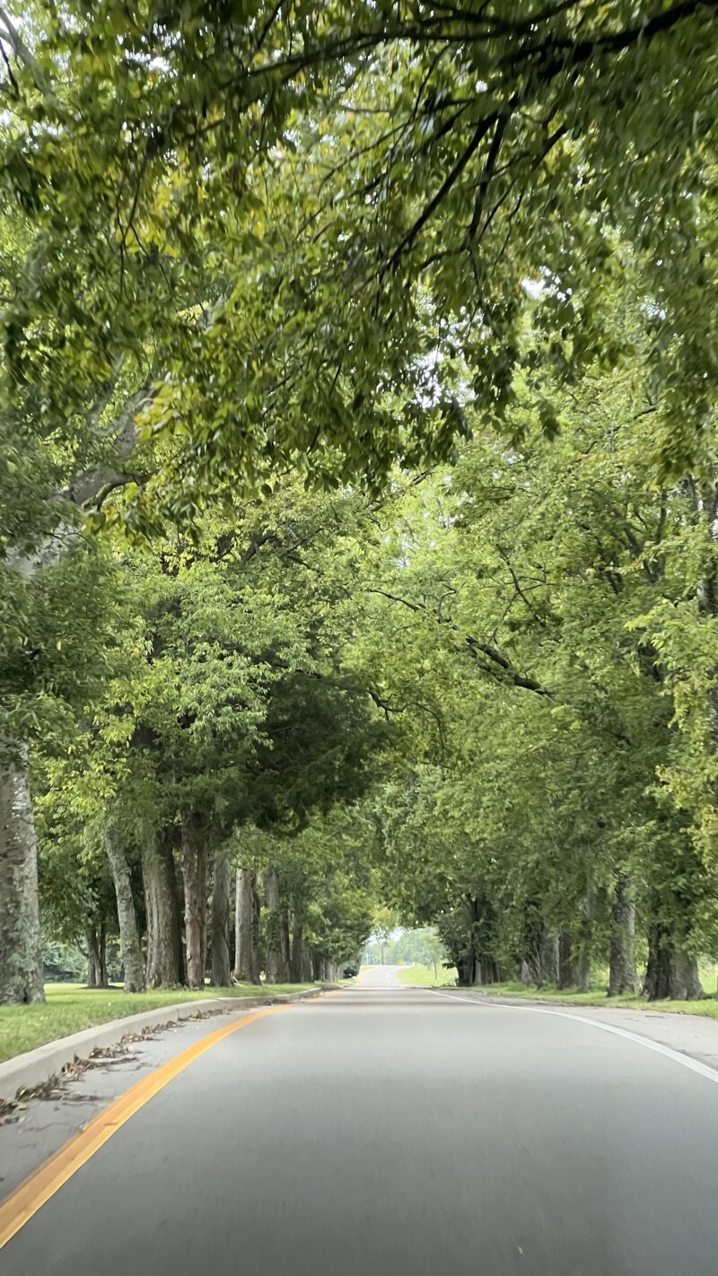 canopy of trees