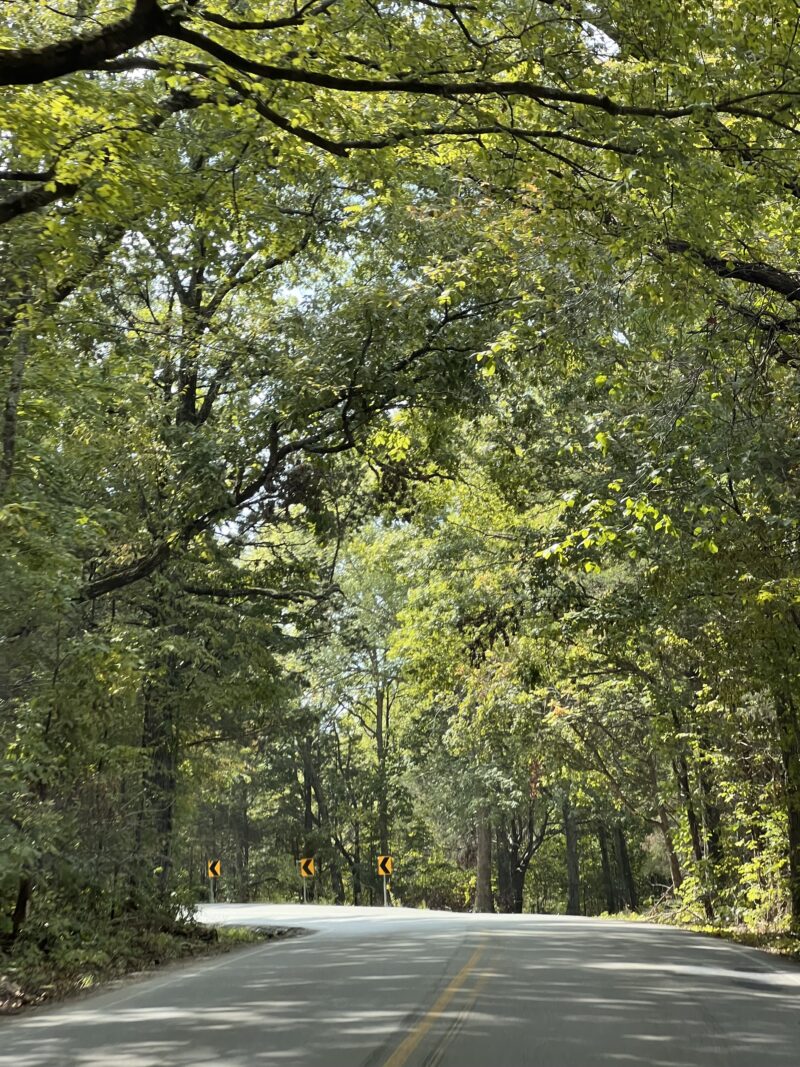 tree canopy