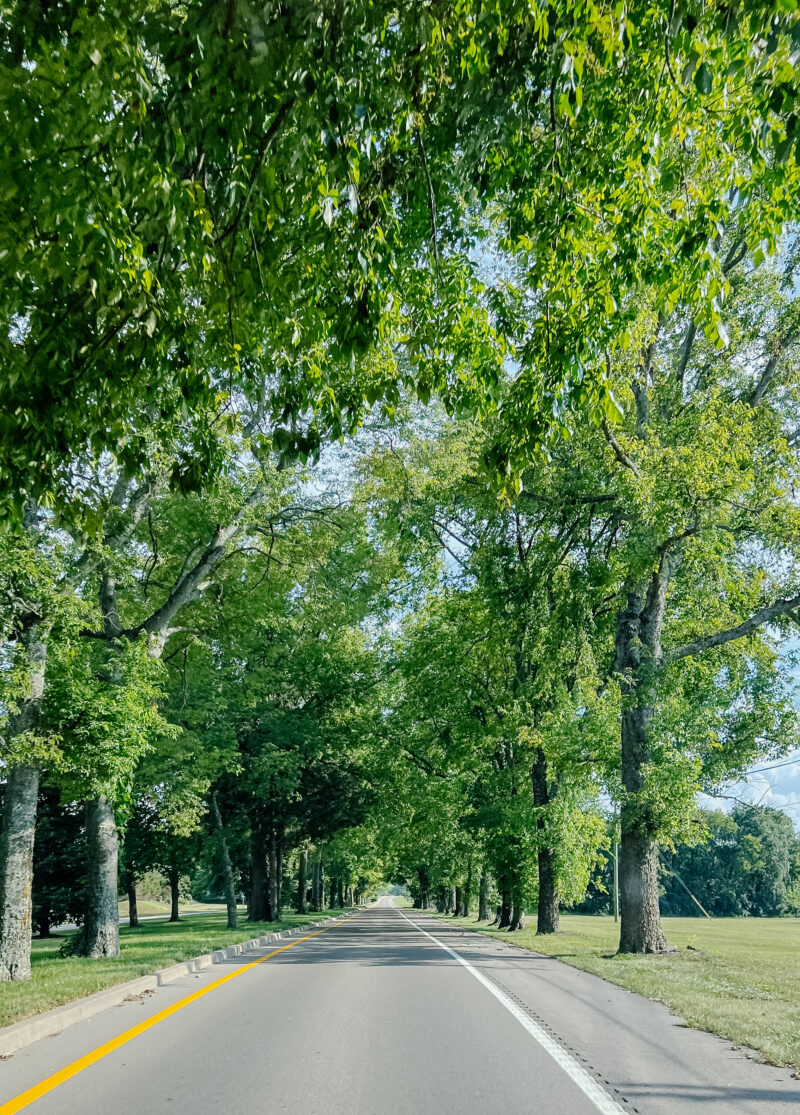 summer trees