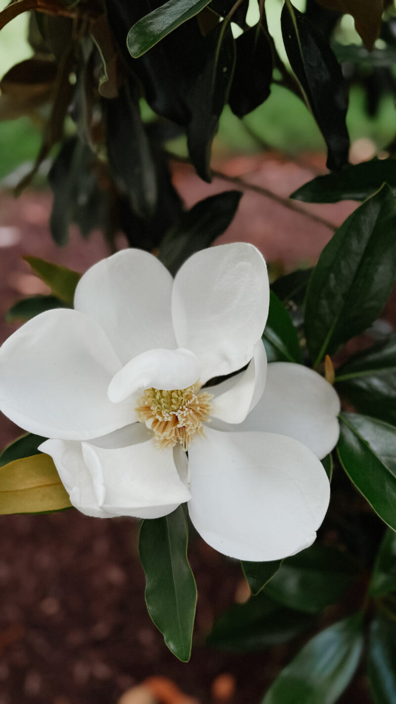 magnolia blooms