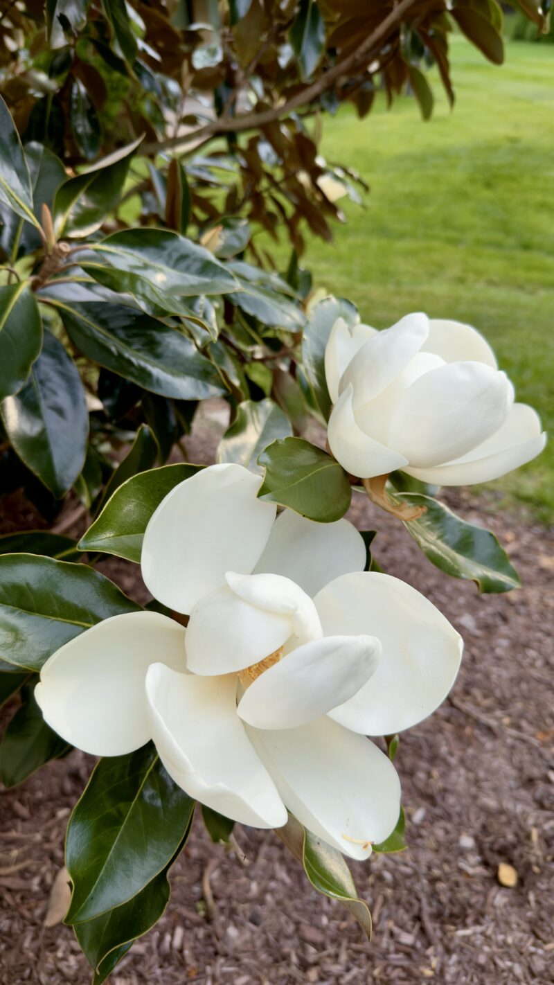 magnolias
