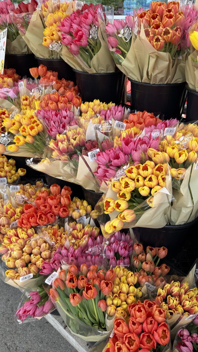 tulips