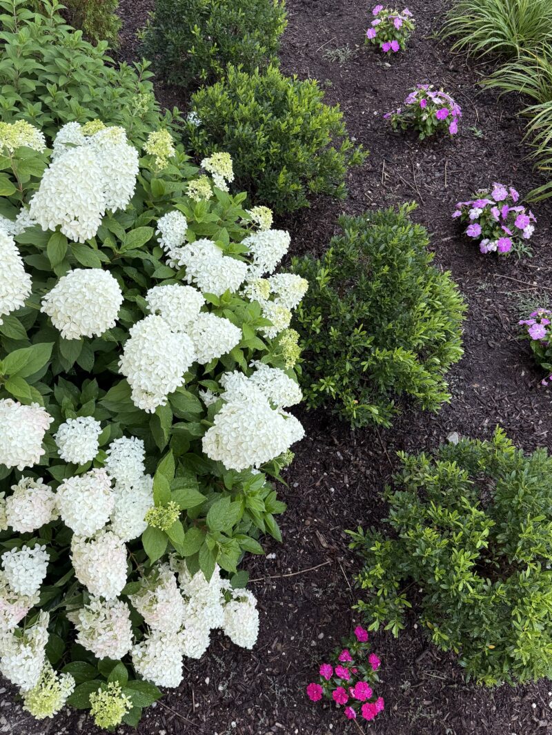 hydrangeas