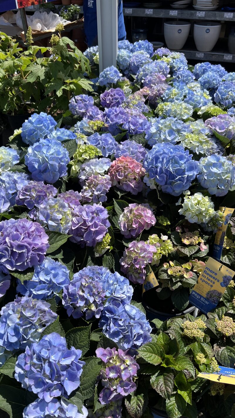 hydrangeas