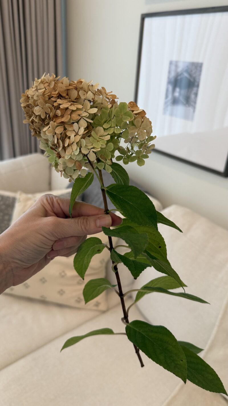 dried hydrangeas